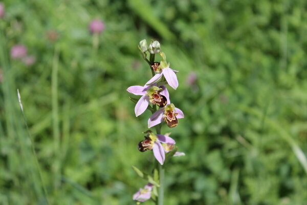 Photo d'une orchidée sauvage, INSPE, campus de la Meinau | Crédit : Myriam Lakraa